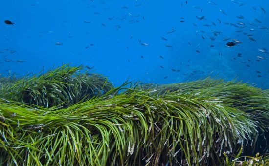 Foto Pradera Posidonia oceánica